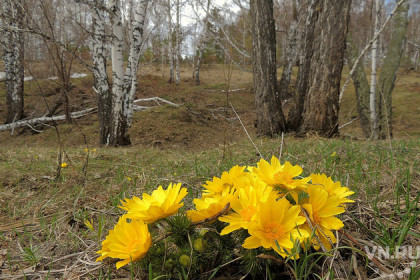 Желтые цветы появились в лесу — их нельзя рвать 