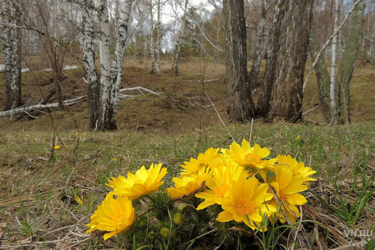 Желтые цветы появились в лесу — их нельзя рвать 