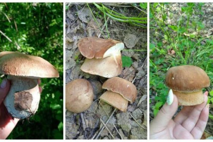 Белые грибы появились под Новосибирском в июне-2021 – где искать