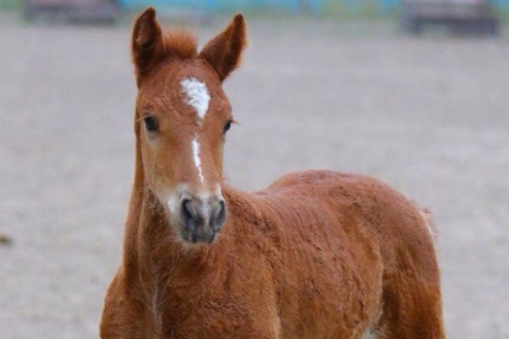 Лошадь на пожаре в конном клубе спасли под Новосибирском