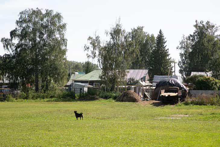 Бастрыкин поручить проверить захват мигрантами русского села под Новосибирском