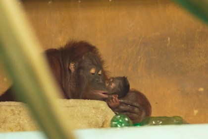 Детёнышу семьи орангутанов Бату и Мишель выбирают имя в Новосибирске