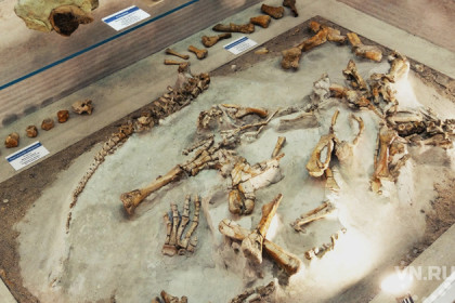 Динозавры из Кузбасса появились в новосибирском музее природы