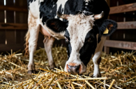 Новосибирским фермерам обещают компенсацию за изъятый скот