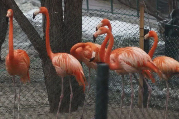 Фламинго вышли из зимнего вольера в зоопарке Новосибирска впервые весной-2022