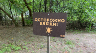 В Новосибирской области выявили 80 случаев энцефалита и 60 боррелиоза