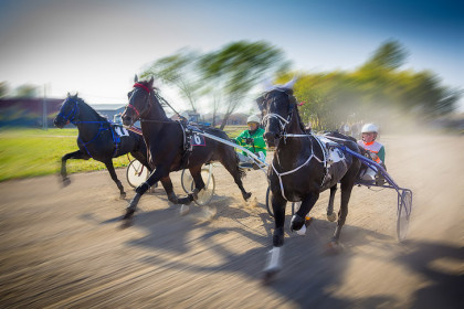 Сбор кабачков для лошадей объявили в Новосибирске