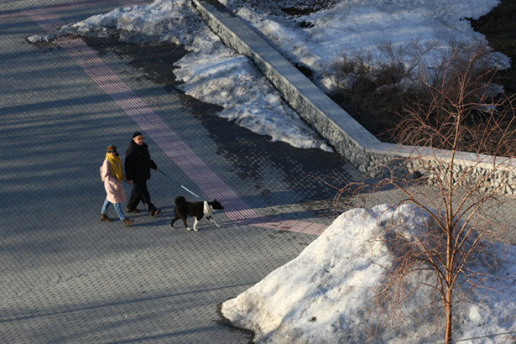 Суд обязал мэрию Новосибирска оборудовать места для выгула собак