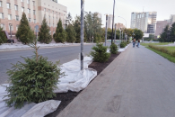 В центре Новосибирска вместо вырубленных лиственниц и тополей высадили ели