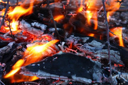 Телята задохнулись в пожаре на агрофирме «Лебедевская»