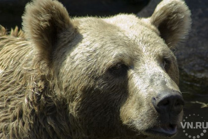 990 косуль, 240 лосей и 112 медведей разрешено убить охотникам