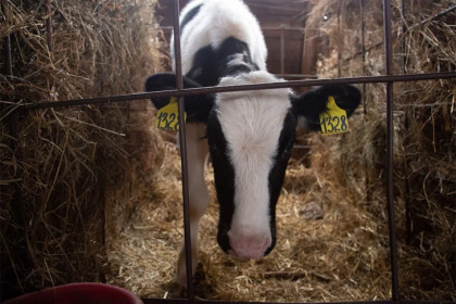 В Новосибирской области объяснили схему компенсаций за изъятый в карантине скот