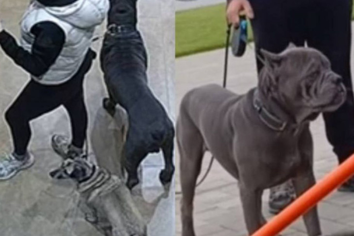 Собаки прокусили руку девушки в микрорайоне «Марсель» Новосибирска