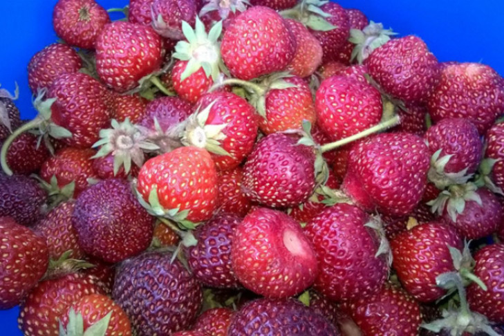 Варить варенье из сибирских ягод запретила новосибирцам нутрициолог Конина