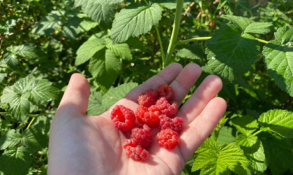 В совхозах Новосибирска откроют сбор малины и ягоды: куда и когда ехать за ягодой