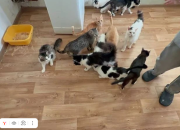 Жительница Новосибирска отсудила у кошатницы 10 тысяч рублей