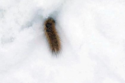Волосатых гусениц на снегу заметили под Новосибирском
