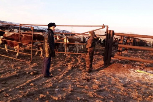 Стадо коров заморили голодом в поселке Новые Решеты под Новосибирском
