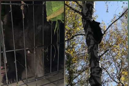 Жительница Новосибирска поймала медведя на мед