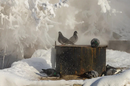 Прогноз погоды на 24-25 января в Новосибирске сделали синоптики