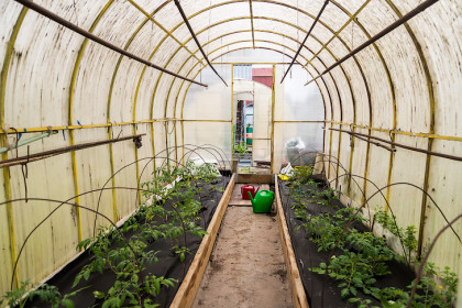 Спасать рассаду табуретками советует новосибирцам агроном Шубина