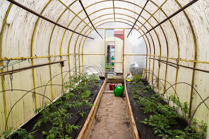 Спасать рассаду табуретками советует новосибирцам агроном Шубина