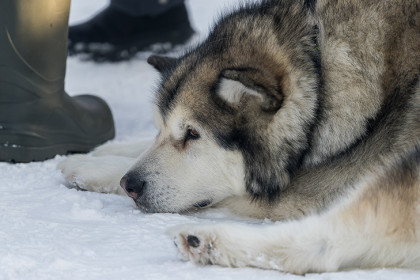 Морозы минус 30: синоптики поделились прогнозом на февраль-2026 в Новосибирске