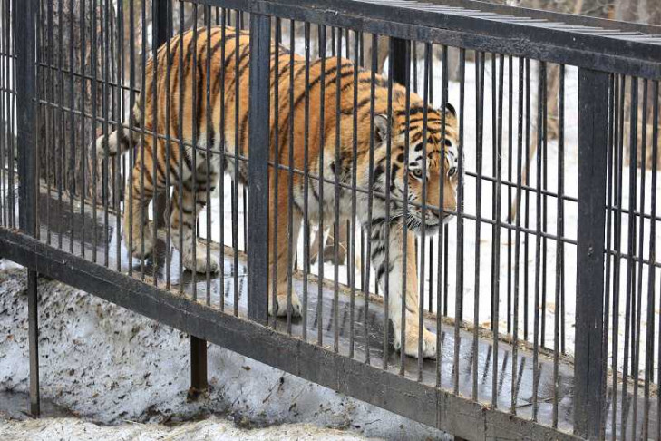 Две трезвые девушки заблудились в Новосибирском зоопарке