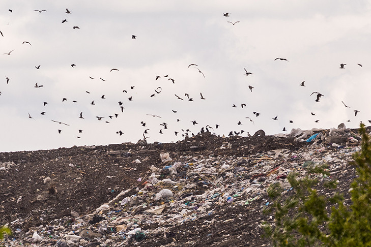Чайки-хохотуньи обижают утят и гусят в Новосибирской области