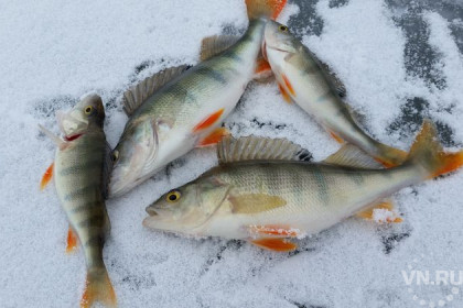 Зимняя рыбалка началась на озерах Новосибирской области