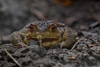 Полчища жаб занимаются любовью в подворотнях Новосибирска