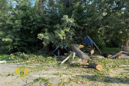 Следователи работают на месте падения огромного тополя на жителей в Новосибирске