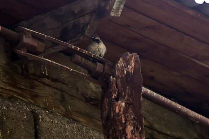 Голуби 86 лет гадили в школе села Утянка Новосибирской области