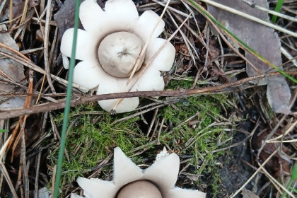 Ведьмин гриб нашла в лесу жительница Бердска