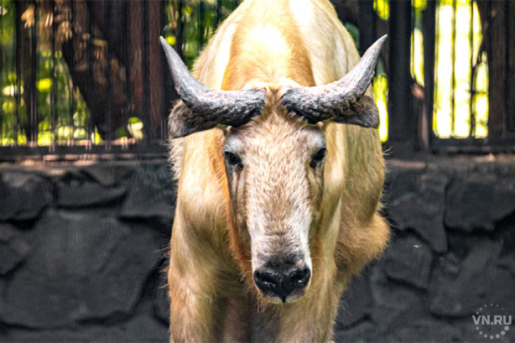 Золотистых такинов завезли в Новосибирский зоопарк – единственных в России