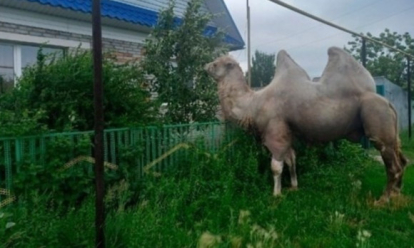 Обжевал кусты: верблюд пришёл в палисадник жителя Новосибирской области