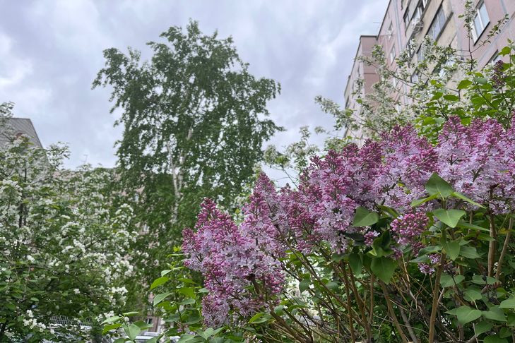 С грозы начнется рабочая неделя 19 мая в Новосибирске