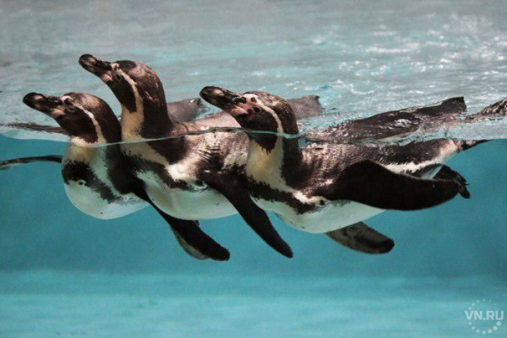 Пингвины строят любовь и гнезда в Новосибирском зоопарке 