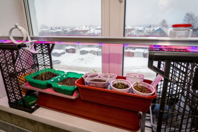 Даты сева перцев и баклажанов в феврале-2026 назвала новосибирцам агроном Шубина