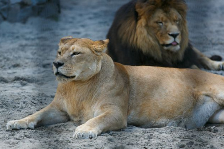 День льва отметят в Новосибирском зоопарке