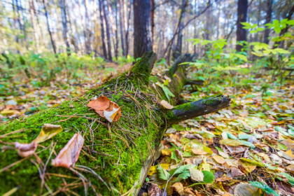 Пропавшего грибника нашли лесники в Караканском бору