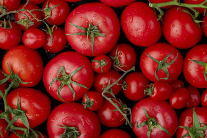 Секрет быстрого созревания томатов на грядках рассказали агрономы в Новосибирске