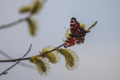 Жара до +14°С: опубликован прогноз погоды на апрель-2026 в Новосибирске
