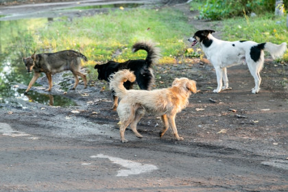 Никто не хочет ловить бездомных собак в городе Обь
