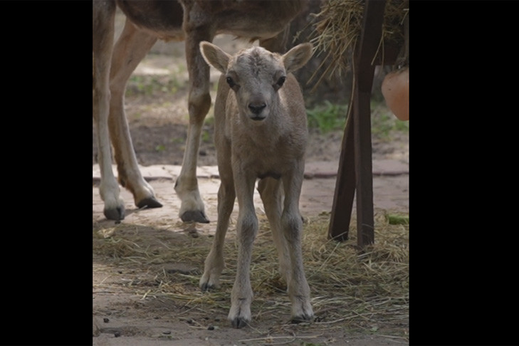 На двух баранов стало больше в Новосибирске