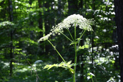 Опасный сорняк-мутант захватывает леса под Новосибирском