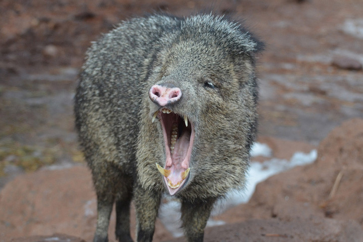 Минус дюжина: в Новосибирской области отдан приказ на отстрел 12 кабанов