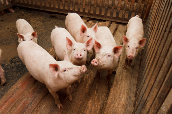 13 свиней. Животноводство в Новосибирской области.