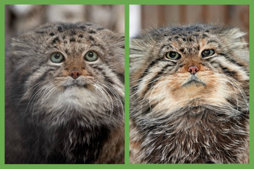 Знаменитые манулы Зеленогорск и Караганда умерли в Новосибирском зоопарке