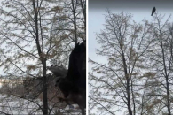 Жительница ОбьГЭСа подружилась с диким коршуном